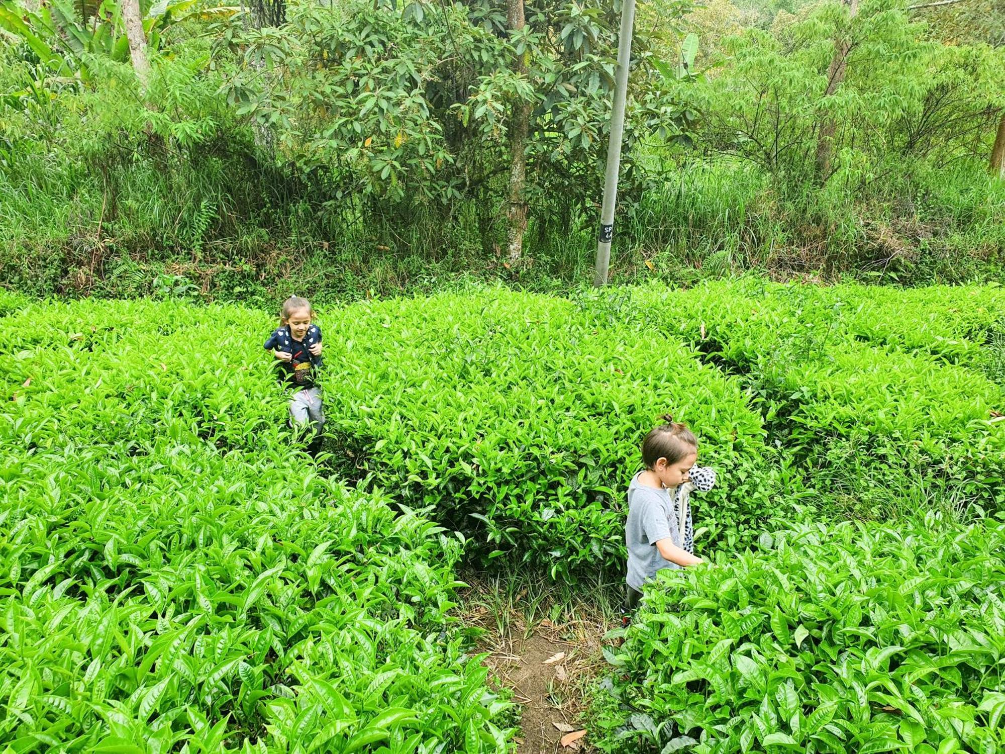 Mossy Forest Family Retreat Ii, 2-8 Pax, Cameron Highlands Exterior foto